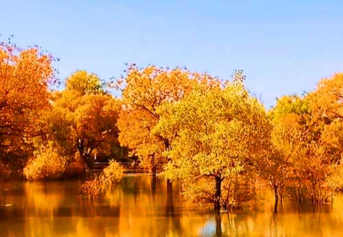 【漠上胡楊】甘青全景品質大環線8日游（青海+敦煌）